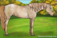 Horse Color:White Spotted Liver Chestnut Pearl Appaloosa