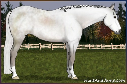 Horse Color:Gray Silver Bay Rabicano 