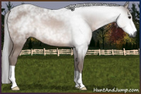 Horse Color:Gray Bay 