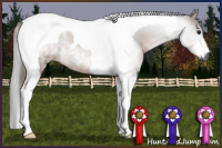Horse Color:Gray Bay Tobiano Rabicano