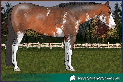 Horse Color:Bay Sabino 