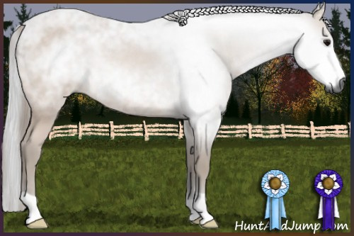 Horse Color:Gray Bay Rabicano 