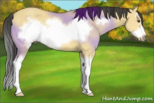 Horse Color:Buckskin Dun Sabino Splash Frame 