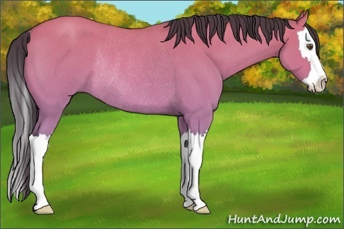 Horse Color:Buckskin Roan Dun Splash Rabicano 