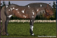 Horse Color:White Spotted Liver Chestnut Rabicano 
