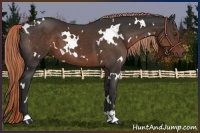 Horse Color:White Spotted Liver Chestnut 