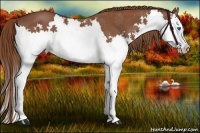 Horse Color:Chestnut Splash 