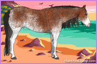 Horse Color:White Spotted Bay Splash and Gray White Spotted Bay Splash