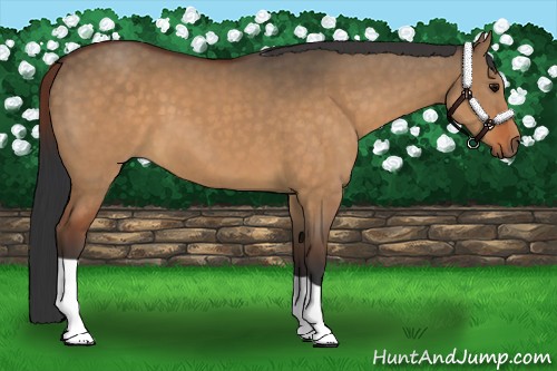Horse Color:Brown Dun