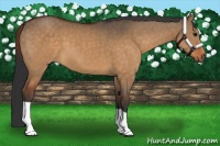 Horse Color:Brown Dun 