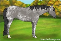 Horse Color:Grullo Ice 