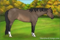 Horse Color:Brown Dun