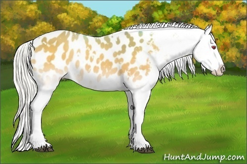 Horse Color:White Spotted Silver Buckskin Chinchilla Onyx Blanket 