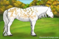 Horse Color:White Spotted Silver Buckskin Chinchilla Onyx Appaloosa 