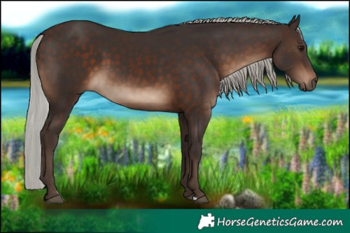 Horse Color:Silver Brown 