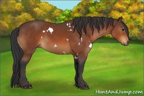 Horse Color:White Spotted Bay