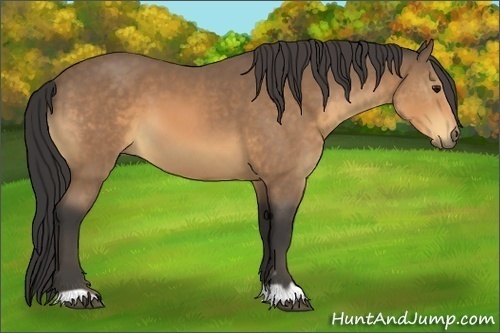 Horse Color:Buckskin 