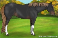 Horse Color:Liver Chestnut 