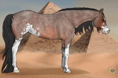 Horse Color:Bay Roan Sabino 