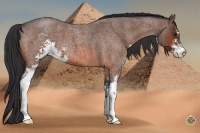 Horse Color:Bay Roan Sabino