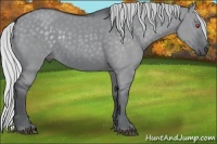 Horse Color:Silver Grullo Chinchilla 