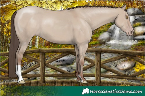 Horse Color:Classic Champagne Dun 