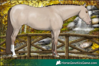 Horse Color:Classic Champagne Dun 
