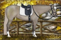 Horse Color:Silver Grullo