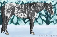 Horse Color:White Spotted Black Ice Splash Near Leopard  and Blue Ice Roan Splash 