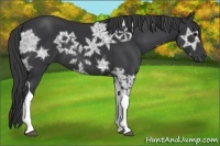 Horse Color:Black Ice Tobiano 