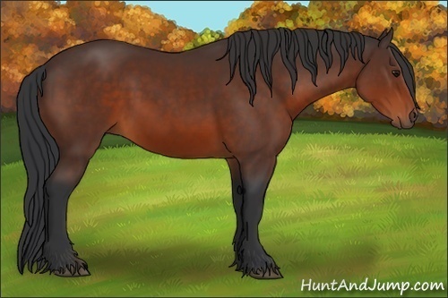 Horse Color:Bay Sabino 