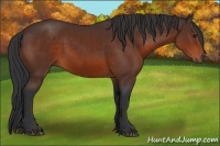 Horse Color:Bay Sabino