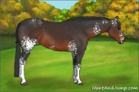 Horse Color:White Spotted Brown 