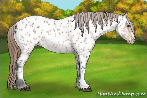 Horse Color:Buckskin Near Leopard