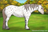 Horse Color:Buckskin Near Leopard
