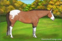 Horse Color:Bay Splash Snowcap 