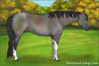 Horse Color:Grullo Sabino Tobiano