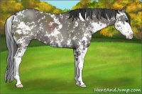 Horse Color:Grullo Sabino 