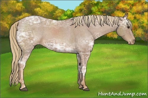 Horse Color:Chestnut Ice Appaloosa Rabicano 