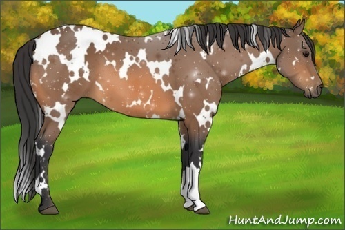 Horse Color:White Spotted Buckskin