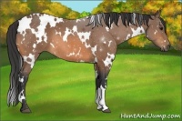 Horse Color:White Spotted Buckskin 