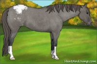 Horse Color:Grullo Roan Varnish