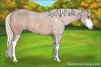Horse Color:Silver Bay Sabino Appaloosa 