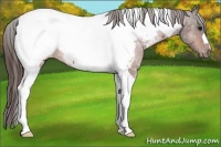Horse Color:Bay Tobiano Appaloosa 