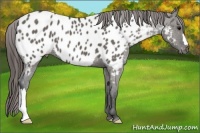 Horse Color:Grullo Appaloosa 