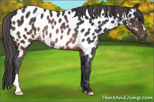 Horse Color:Brown Appaloosa Rabicano 