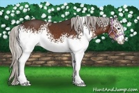 Horse Color:White Spotted Silver Bay 