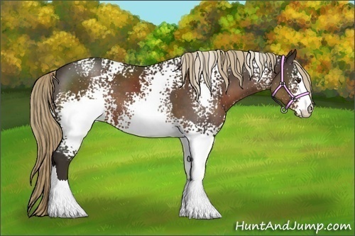Horse Color:White Spotted Liver Chestnut 