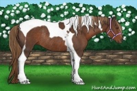 Horse Color:Liver Chestnut Tobiano Rabicano 