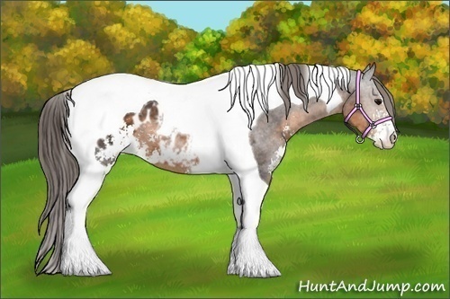 Horse Color:Buckskin Sabino Tobiano Blanket